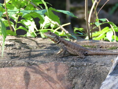Tropidurus catalanensis