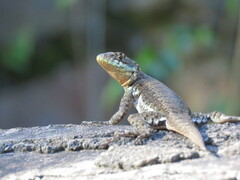 Tropidurus catalanensis