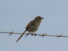 Prinia maculosa maculosa