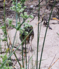 Ammospiza nelsoni