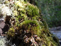 Dicranum fuscescens