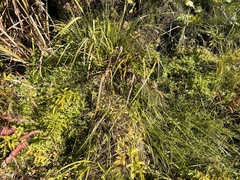 Erythranthe moschata