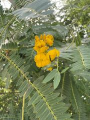 Tipuana tipu