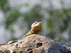 Tropidurus catalanensis