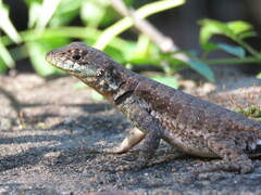 Tropidurus catalanensis