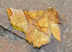 Selenia lunularia