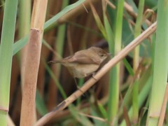 Acrocephalus scirpaceus baeticatus