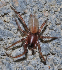 Scotophaeus scutulatus