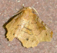 Selenia lunularia