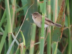 Acrocephalus scirpaceus baeticatus