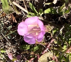 Agalinis heterophylla