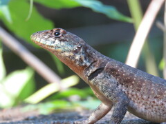 Tropidurus catalanensis