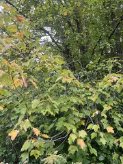 Acer rubrum