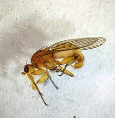 Heleomyzidae