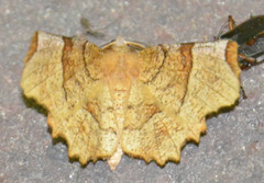 Selenia lunularia