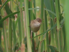 Acrocephalus scirpaceus baeticatus
