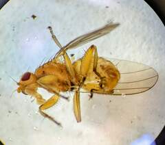 Heleomyzidae