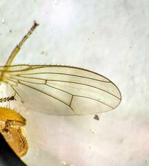 Heleomyzidae