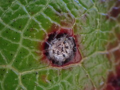 Mycosphaerella chimaphilae