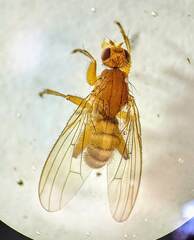 Heleomyzidae