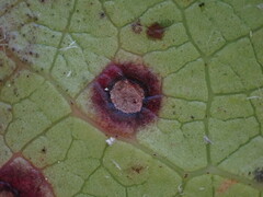 Mycosphaerella chimaphilae