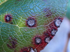 Mycosphaerella chimaphilae