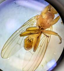 Heleomyzidae