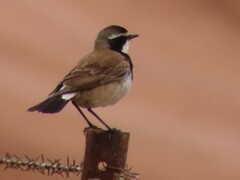 Oenanthe pileata pileata