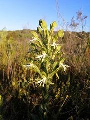 Bonatea speciosa