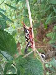 Sphenarium