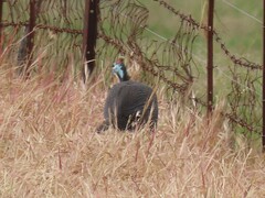 Numida meleagris coronatus