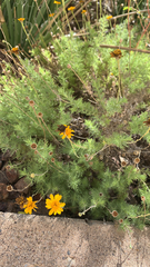 Thymophylla pentachaeta