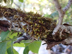 Plenogemma phyllantha
