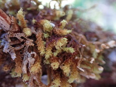 Plenogemma phyllantha