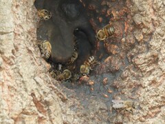 Apis mellifera capensis