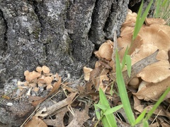 Desarmillaria caespitosa