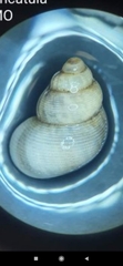 Gastropoda