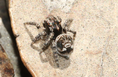Maratus plumosus