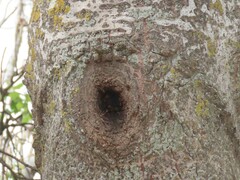 Apis mellifera capensis