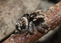 Maratus plumosus