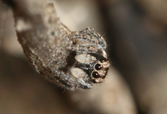 Maratus plumosus