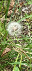 Crepidinae
