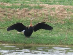 Anhinga rufa rufa