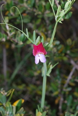 Lathyrus clymenum
