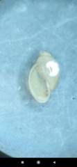 Physa