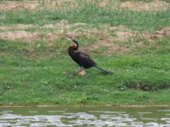 Anhinga rufa rufa