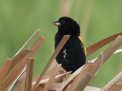 Euplectes capensis capensis