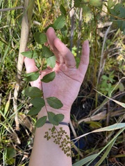 Spiraea alba