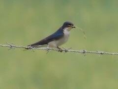 Hirundo dimidiata