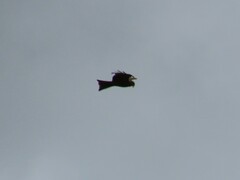 Milvus migrans parasitus